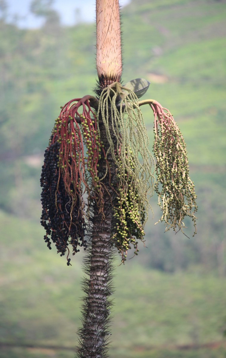 Oncosperma fasciculatum Thwaites